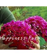 50Pcs Mixed Climbing Hydrangea Seed Paniculata Vanilla j - $18.73 CAD