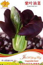 New Fresh 1 Pack Approx 30 Seeds / Pack Purple Rape Seeds Organic Vegetables #Nf - $3.72