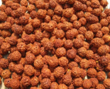 1100 pz perline di semi di Rudraksha sfusi origine nepalese naturale 5... - $79.20