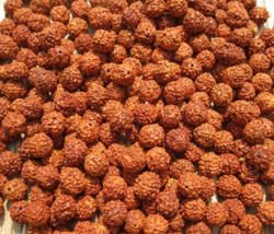 1100 pz perline di semi di Rudraksha sfusi origine nepalese naturale 5... - £63.08 GBP