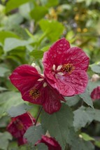 15 seeds Abutilon ?Red Glory?  house plant  garden flowers From US - $10.25