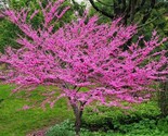 Eastern Redbud Seeds Cercis Canadens Pink Flowering Tree 3yo 30&quot;+ Live P... - $28.75