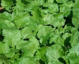 Seven Top Turnip Seeds 500 Vegetable Garden Culinary Salads Stews Fast S... - $8.99