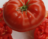 KKG Big Beef Tomato 20 Seeds Planting Seeds - $21.95