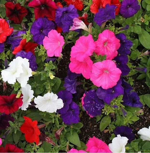 Petunia DWARF MIX Multi-Color Compact Containers Flower Garden Spring 20... - $9.67