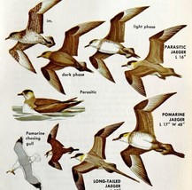 Jaegers Seabirds Birds Varieties And Types 1966 Color Art Print Nature A... - $19.99