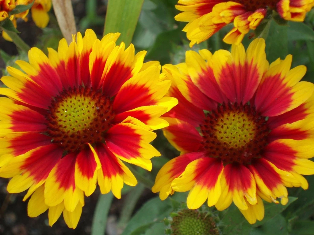 1 oz Blanket Flower Seeds, Non-GMO Heirloom Wildflower Seeds, Bulk Seeds... - $24.66
