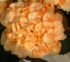 Grow In US 5 Yellow Hydrangea Seeds Perennial Hardy Garden Shrub Bloom Flower Bu - £8.90 GBP