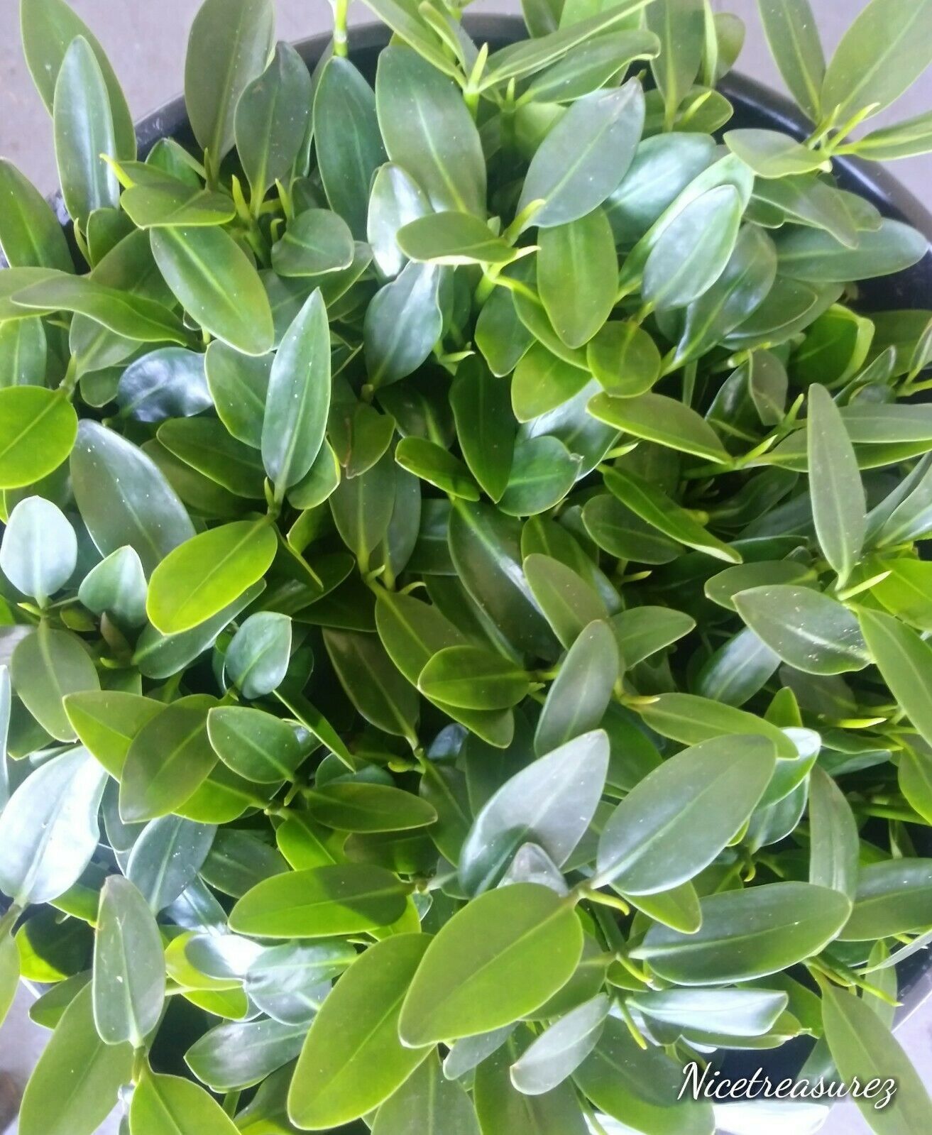 12 RED MANGROVE PLANTS W/ LEAVES &amp; ROOTS SALTWATER FRESHWATER AQUARIUM - $30.00