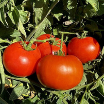 50 Seeds Creole Original Tomato Juicy Tomatoe Vegetable Garden Fresh USA Shippin - $9.89