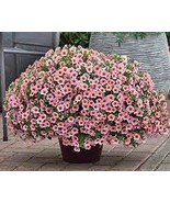Mini Calibrchoa Million Bells Petunia 100 PCS Seeds - $184.55 MXN