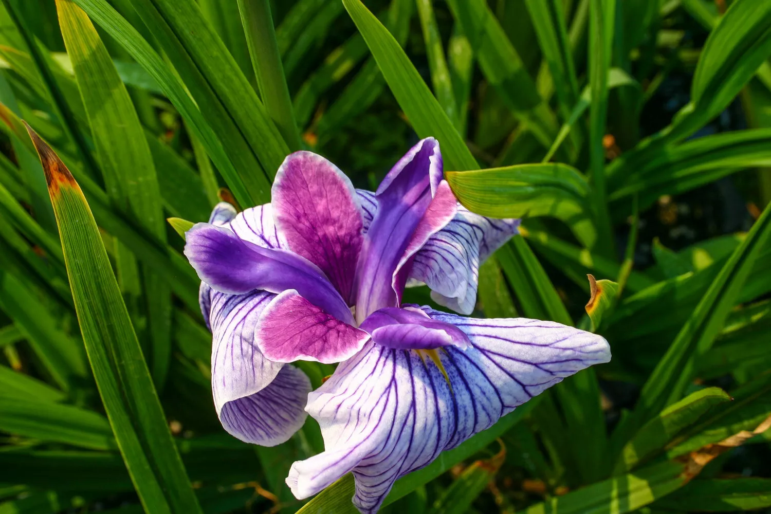 Live 2&quot; White/Violet Flower Japanese Iris Kaempferi Aquatic Marginal - £28.44 GBP