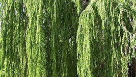 4 Golden Weeping Willow Tree Cuttings Live Plants Beautiful Arching Canopy Fresh - £27.40 GBP