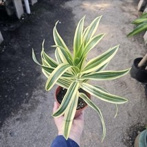 Song of India | Dracaena reflexa 4 Inch Pot - $24.74