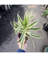 Song of India | Dracaena reflexa 4 Inch Pot - €21,18 EUR