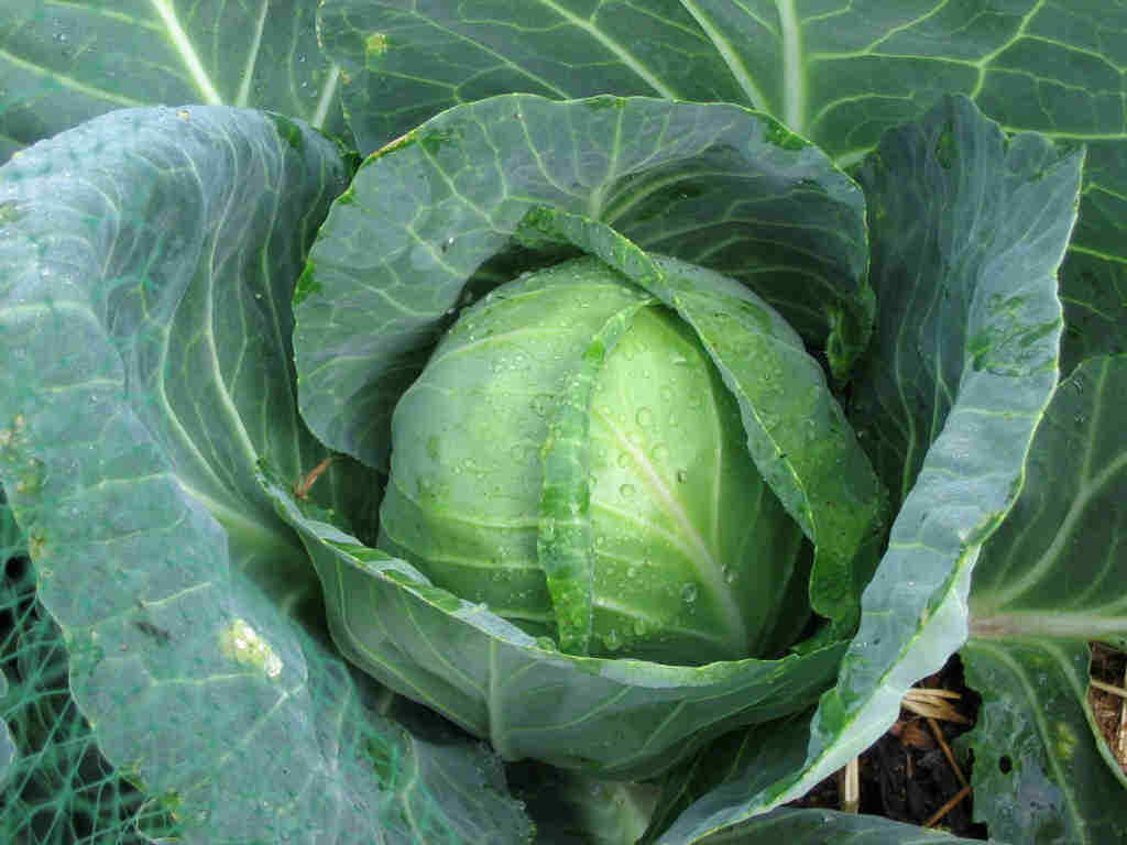 Golden Acre Cabbage 200 - 16,000 seeds Heirloom Healthy Green tender Lea... - $1.64+