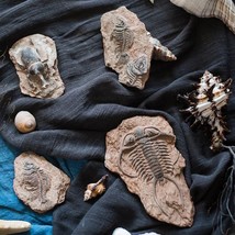 Prehistoric Beetle Artificial Fossil Fish Bone Marine Creature Insect Decor - $35.24