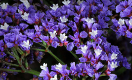 50 Pc Seeds Purple Statice Flower, Limonium Sinuatum Seeds for Planting | RK - £13.51 GBP