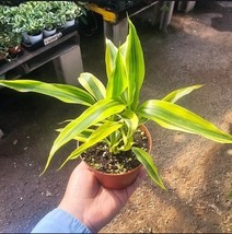 Dracaena Sanderiana Gold | Dracaena Gold | Dracaena Sanderiana | 4in pot - $15.83