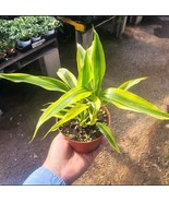 Dracaena Sanderiana Gold | Dracaena Gold | Dracaena Sanderiana | 4in pot - $22.32 CAD
