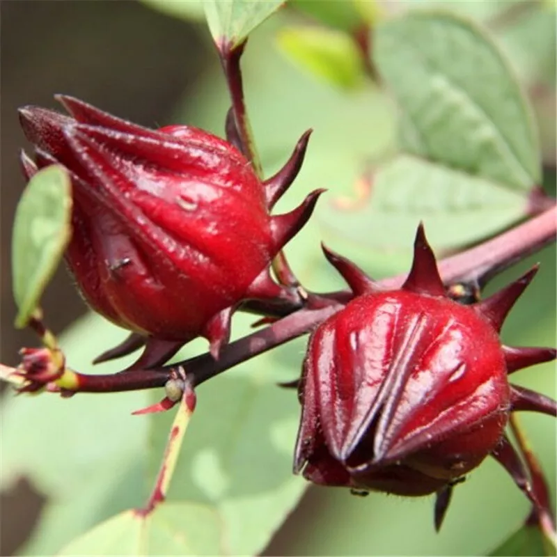 Roselle 50 Seeds Asian Sour Leaf Red Sorrell Florida Cranberry Jamaican Tea USA - £6.52 GBP