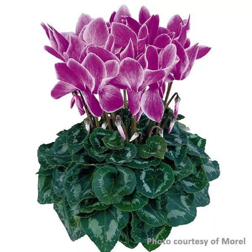 Cyclamen Seeds 15 Seeds Cyclamen Halios Purple Flame SS - £16.02 GBP