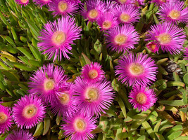 25 Table Mountain Ice Plant Magenta Fuchsia Delosperma Cooperi Flower Seeds USA  - $18.00