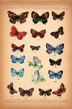 8475.Decoration Poster.Home Room wall interior art design.Butterflies in color - £13.45 GBP+