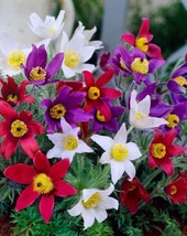 OKB 30 Pasque Flower &#39;Heiler Hybrids&#39; Mix Seeds - Pulsatilla Vulgaris - Anemone  - £11.56 GBP