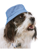 NEW Youly The Bohemian Chambray Denim Blue Pet Dog Bucket Hat S/M - £11.50 GBP