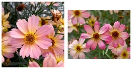 2.5&quot; pot 1 Live Potted Plant sun coreopsis PERMATHREAD SHADES OF ROSE ti... - £33.70 GBP