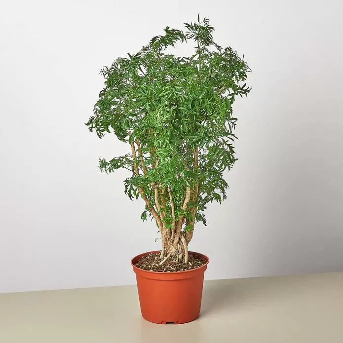 TISS 25 Seeds Aralia Plant Ming Stump Plant Garden Seeds - £8.09 GBP