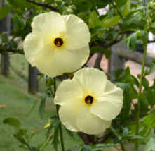 20 Pc Seeds Abelmoschus manihot Plant, Sunset Hibiscus Seeds for Planting | RK - £14.78 GBP