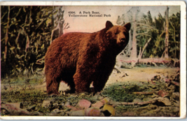 A Park Bear Yellowstone National Park Montana Postcard Posted 1922 - £4.12 GBP