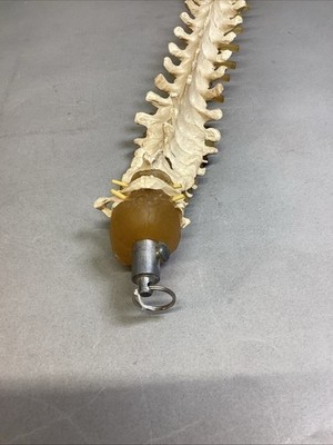 Resin Human Vertebral Column with Pelvis Skeleton Model Medical Anatomical Spine Item image 11