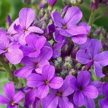 New Fresh Seeds 1500 Dames Rocket Danask Violet Hesperis Matronalis Dames Purple - $14.90