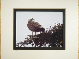Tom Adams Nature Photography Osprey Wildlife Bird Oregon B&amp;W Photo Art 11X14 - £19.77 GBP