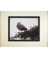 Tom Adams Nature Photography Osprey Wildlife Bird Oregon B&amp;W Photo Art 1... - £19.45 GBP