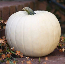 20 White Queen Pumpkin Seeds Nongmo Openpollinated USA Fast Shipping - $13.68