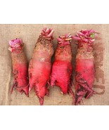 Mammoth Red Mangle beet 25-3200 Seeds Giant up to 25 POUNDS! Heirloom no... - $39.81 MXN+