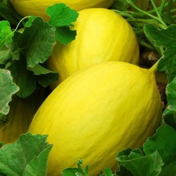 Canary Melon Yellow Fruit Cucumis Heirloom NON GMO 25 Seeds - $9.80