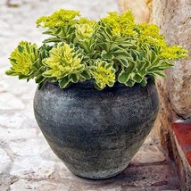 10 Wholesale Perennial Sedum &#39;Atlantis® Stonecrop Plants Flowers Herbs H... - £54.26 GBP