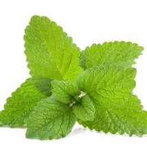 Lemon Balm Melissa Officinalis Tea Mint Herb Usa Seller Garden - £9.32 GBP