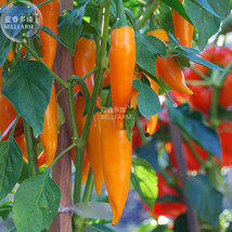 Chilli Bulgarian Carrot Hot Pepper Seeds Garden USA Shipping - £6.55 GBP