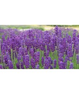 Lavender Seeds Herb Flower Gorgeous 200 Seeds Fast US Shipping - €12,60 EUR