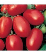 50 Seeds Viva Italia Tomato Vegetable Garden - £7.70 GBP