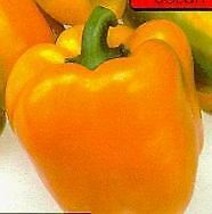 Sunbright Pepper 20 Seeds Golden Garden Fresh USA Shipping - £11.09 GBP