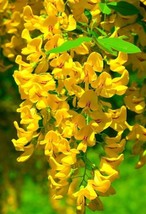 US Seller 5 Golden Wisteria Seeds Vine Climbing Flower Perennial - £8.71 GBP