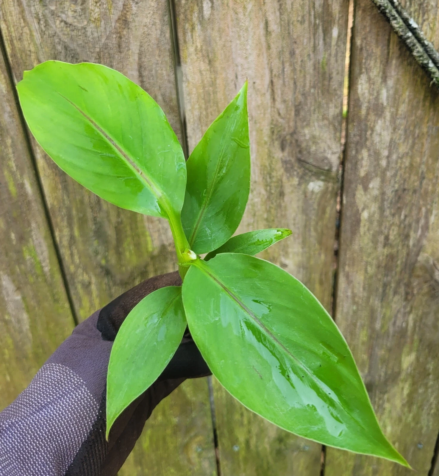 1 Banana Musa Basjoo Rooted Starter Live Plug - $28.39