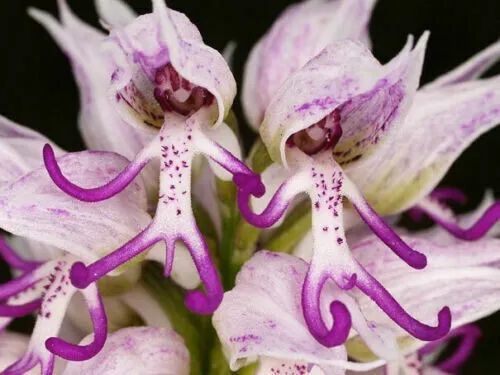 Fresh Naked Man Orchid Purple White Flower Bush Perennial Shrub 200 Seeds Garden - £8.67 GBP